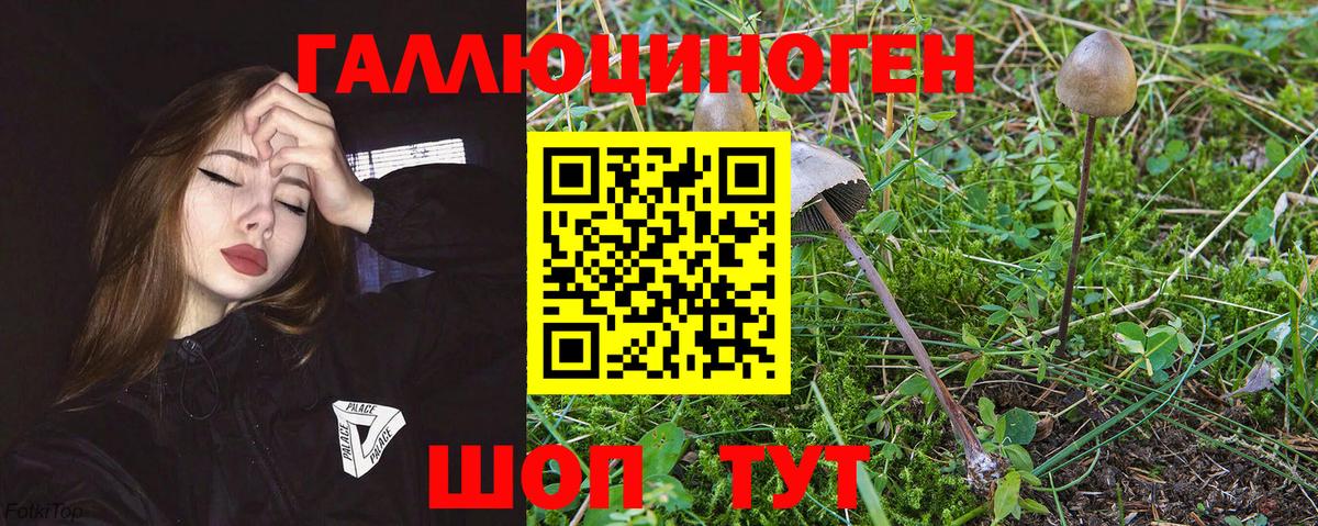 как найти   Псилоцибиновые грибы мицелий  Вход с VPN  Красноуфимск 